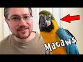 Biggest Difference Between Macaws and Other Parrots