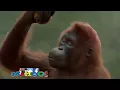 Download Lagu هلا بالخميس مضحك