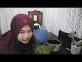 Download Lagu Masak sambel ayam tumai paku hutan 