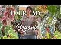 Download Lagu My Begonia Collection | Mini Plant Tour🌿