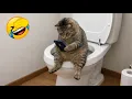 Lagu New Funniest Cats and Dogs Clips 2025😼🐶Try Not To Laugh😜 Part 69
