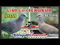 Download Lagu Perbedaan / ciri - ciri  TEKUKUR JANTAN DAN TEKUKUR BETINA