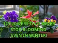 Download Lagu 12 Perennial Plants That Bloom Non-Stop All Year (Even in Winter!)