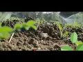 Download Lagu Shetkari whatsapp status || farmer whatsapp status || new marathi shetkari brand status ||