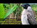 Download Lagu cara membuat pikat burung kutilang dari NOL sampai GACOR || 💯 % SUKSES ||
