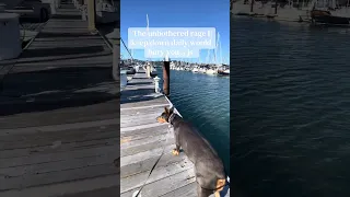 You’d never know .. #fyp #dream #pets #doberman #vlog