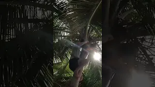 ISLAND SURVIVAL! #shorts