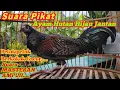 Download Lagu SUARA AYAM HUTAN HIJAU JANTAN MUDA PETEK PETEK BERKOKOK GACOR//SUARA PIKAT AYAM HUTAN HIJAU
