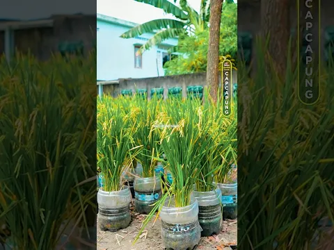TANAM PADI PAKE GALON BEKAS TUMBUH SUBUR