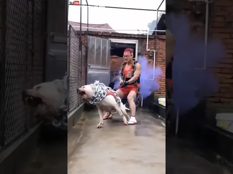 الدوجو ارجنتينو .. كلب لا يرحم