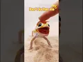 Download Lagu Ketika tokek mengeluarkan suara ini, dia ingin memberi tahu Anda “Jangan ganggu saya” #hewanpeliharaan #kadal #tokek #marah