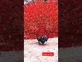 Download Lagu mengenal keindahan jenis burung merak Dan suaranya