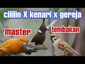 Download Lagu Masteran cililin kenari dan gereja tarung #masteran burung juara