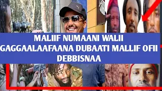 Odduu Amaa Video Dhadanoo Ustazii Kamalii Hebboo Iratii Jaal Maroo Direbbaa 