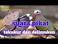 Download Lagu suara pikat tekukur dan punai tanah (delimuken)