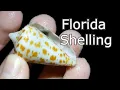 Let s go Shelling Low Tide Nighttime Beachcombing on Sanibel Island
