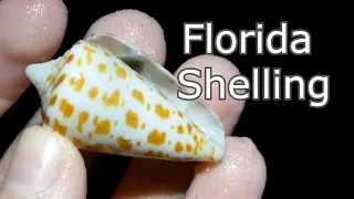 Let s go Shelling Low Tide Nighttime Beachcombing on Sanibel Island