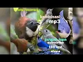 Download Lagu suara bikin burung lain nya kepoh !! @hobynusantara5159  mantul jelas suara kicau ribut nya !!