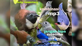suara bikin burung lain nya kepoh hobynusantara5159 mantul jelas suara kicau ribut nya 