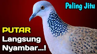 suara tekukur gacor paling ampuh untuk pikat burung liar