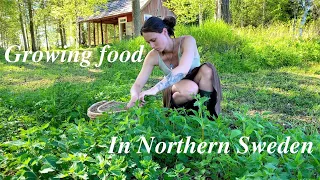 Living in Nature Wild food Medicine Fireweed