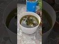 Download Lagu *TIPS* To Grow Water Lily At HOME 🌷🤫 | How To Grow Water Lily | Water Lily Care Tips #Shorts MP3
