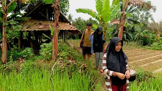nikmatnya makan nasi liwet bareng gadis desa di kebun pinggir sawah