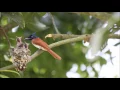 Asian Paradise Flycatcher