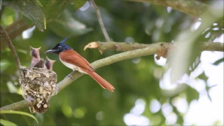 Asian Paradise Flycatcher