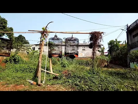 MURAI BATU NGELOWO CUKUP TERAPHY PAKAI CARA INI DAN LIHAT HASILNYA