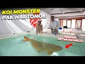 Download Lagu GILAAA..!! TERNYATA KOI MONSTER PAK HARTONO ADA DISINI..!!