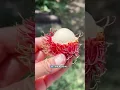 Download Lagu Udah satu tahun kita gak pernah makan rambutan :(