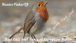 صوت الحميري صوت جديد و حصري Call And Song Of European Robin Robin Birds Nature Hunting 