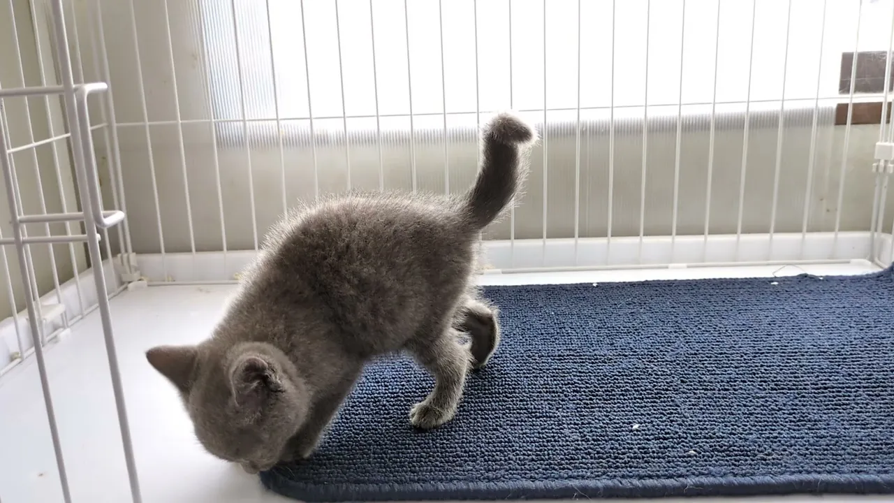 動画