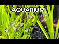 Download Lagu 🐟Freshwater Community Aquarium Cam with Gentle Water Sounds💧ASMR