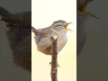 Download Lagu beautiful Eurasian Cikrak bird with a melodious voice1 #birds #birdsong #birdsounds