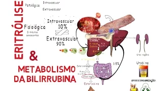 Eritrólise & Metabolismo da Bilirrubina