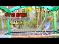 Download Lagu SUARA BURUNG CIBLEK CEMPLIR GACOR UNTUK PANCINGAN DAN MASTERAN BURUNG BAHAN