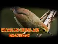 SUARA BURUNG CIUNG AIR
