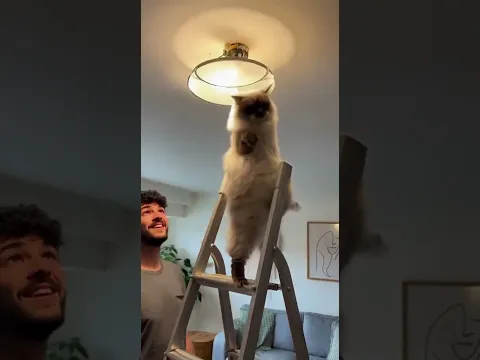 π± Cat Becomes an Electrician by Accident πΉ | #FunnyCat #PetShorts #CatVideo #ViralShorts