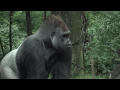 Bronx Zoo Gorillas Celebrate with Cupcakes