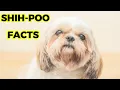 shih poo - Top 10 Facts Ultimate Guide