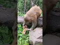 Download Lagu anak bayi monyet ini terjatuh 🙊lalu dipeluk sama ibu \u0026 saudaranya 🐵