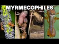 Every Ant-Manipulating Organism Explained