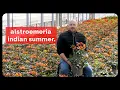 Plant Profile Alstroemeria Indian Summer