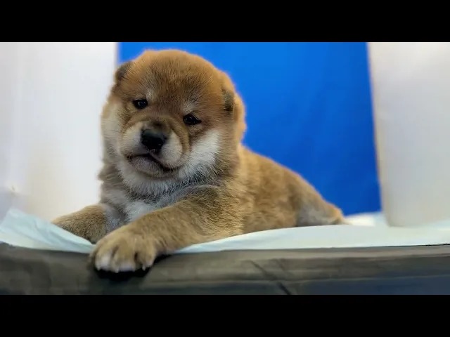 動画