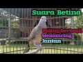Lagu Pancingan perkutut betina memanggil jantan