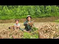 Download Lagu After returning home, dad helped Phuong Vy harvest peanuts to prepare the land for the upcoming crop