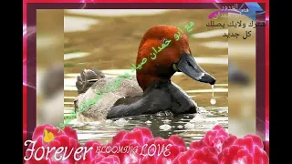 صوت البط الغوصي الكوشر المصو حسب طلب الأخوه 