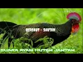 Download Lagu Suara Pikat Ayam Hutan Hijau Jantan Bersaut-Sautan